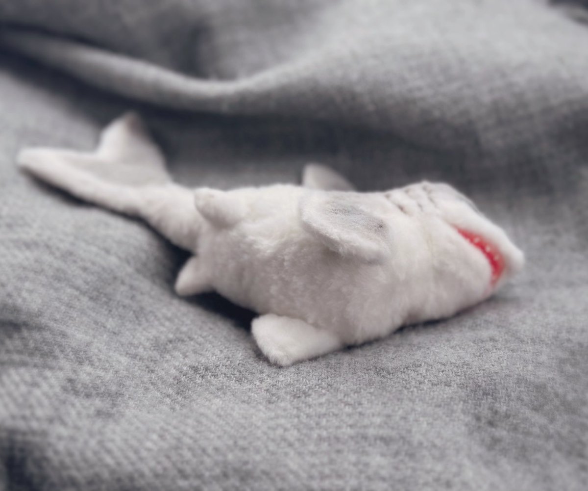 新しい子です🦈
この子は小型の陸上サメの一種。乾燥や日光から皮膚を保護するため体表は細かな毛に覆われています。
サメなので後ろヒレで起立したり走ったりすることもできます！
意外と丈夫で人慣れするのでサメ初心者でも飼いやすいらしい…
よろしくお願いします！