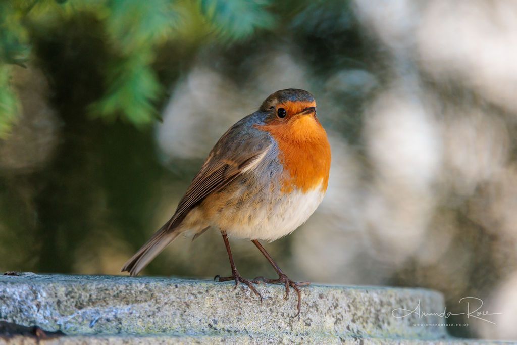 willesdencem's tweet photo. This is our own Robin, spotted last year by our volunteer Bird Watchers for the #BigGardenBirdWatch 2025. Join us this year on 24th and 26 January to take part in this amazing community science project. It is free, booking is essential:
https://t.co/LIr6MuYwus
#Bigwatch #birds https://t.co/Td0oIW0zXW