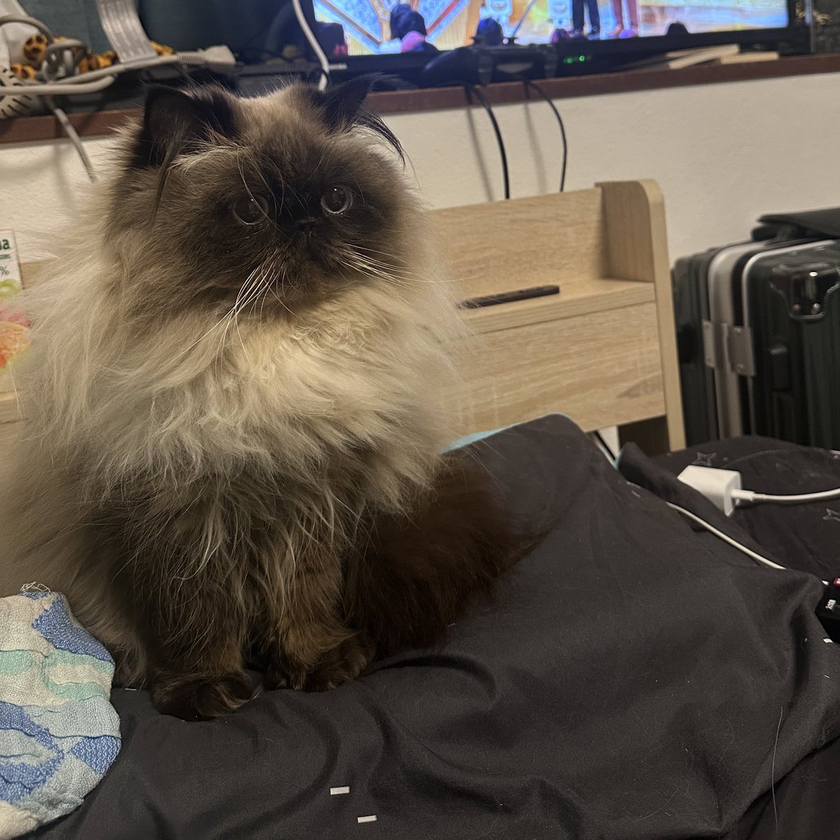 KOZAI_JP's tweet photo. 帰省してたから、このぷりちぃねこたまに会えるの本当に楽しみすぎる❣️❣️それ以外の楽しみ、皆無、さようなら。 https://t.co/aOGYeREdWD