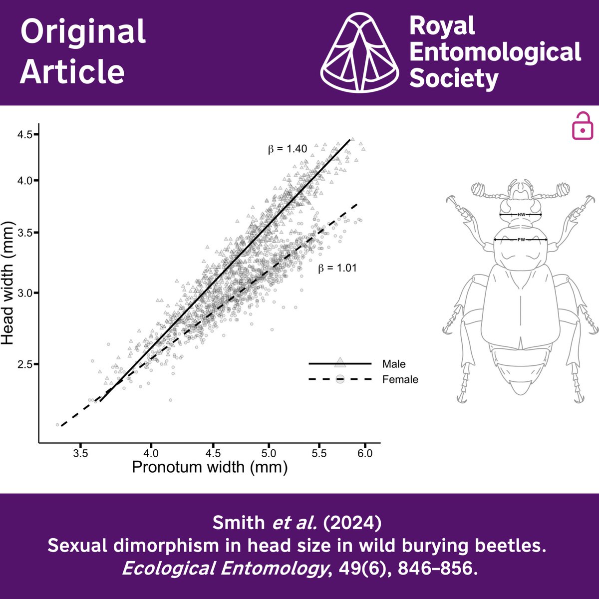 Ecological Entomology (@ecol_ent) on Twitter photo In the current issue of #EcologicalEntomology,
Smith et al. uncover a previously overlooked form of sexual size dimorphism in burying beetles
resjournals.onlinelibrary.wiley.com/doi/10.1111/ee…
#OpenAccess <a href="/WileyEcolEvol/">Wiley Ecology & Evolution</a> <a href="/RoyEntSoc/">Royal Entomological Society</a> <a href="/BuryingBeetle/">Rebecca Kilner</a> <a href="/AMCatherall/">Dr Andrew Catherall-Ostler</a> <a href="/r_mashup/">Rahia Mashoodh</a> In the current issue of #EcologicalEntomology,
Smith et al. uncover a previously overlooked form of sexual size dimorphism in burying beetles
resjournals.onlinelibrary.wiley.com/doi/10.1111/ee…
#OpenAccess <a href="/WileyEcolEvol/">Wiley Ecology & Evolution</a> <a href="/RoyEntSoc/">Royal Entomological Society</a> <a href="/BuryingBeetle/">Rebecca Kilner</a> <a href="/AMCatherall/">Dr Andrew Catherall-Ostler</a> <a href="/r_mashup/">Rahia Mashoodh</a>