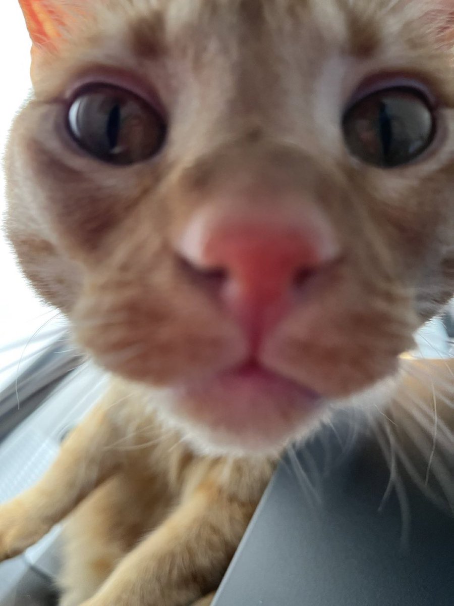 can i come over and stare at you like this?