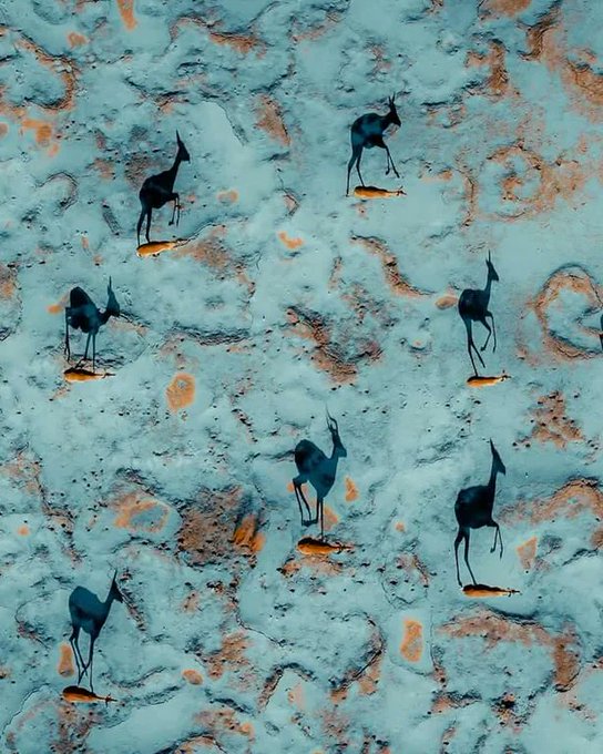 Rainmaker1973's tweet photo. Gazelles and their shadows, galloping over the Namib sands. 

[📸 Solly Levi] https://t.co/7kM9WIgjtr