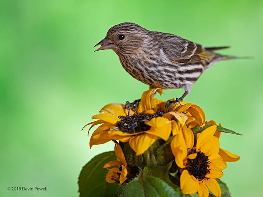 trinityoaksccrc's tweet photo. Today we celebrate National Bird Day! A special thank you to our talented resident, Dave Powell, for capturing the beauty of our feathered friends through his stunning photography. Let's take a moment to appreciate the diversity and wonder of birds around us. https://t.co/a62PQptlmX