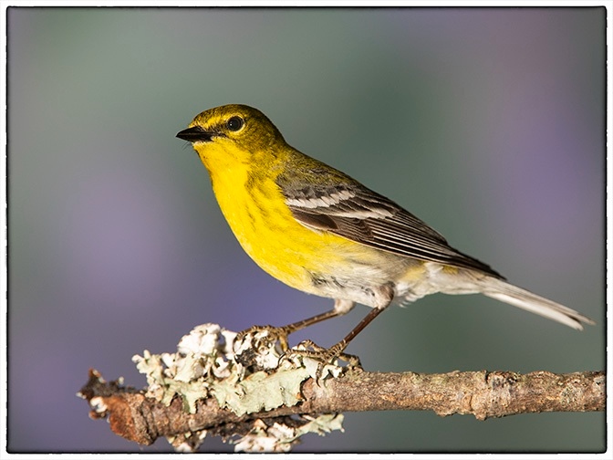 trinityoaksccrc's tweet photo. Today we celebrate National Bird Day! A special thank you to our talented resident, Dave Powell, for capturing the beauty of our feathered friends through his stunning photography. Let's take a moment to appreciate the diversity and wonder of birds around us. https://t.co/a62PQptlmX