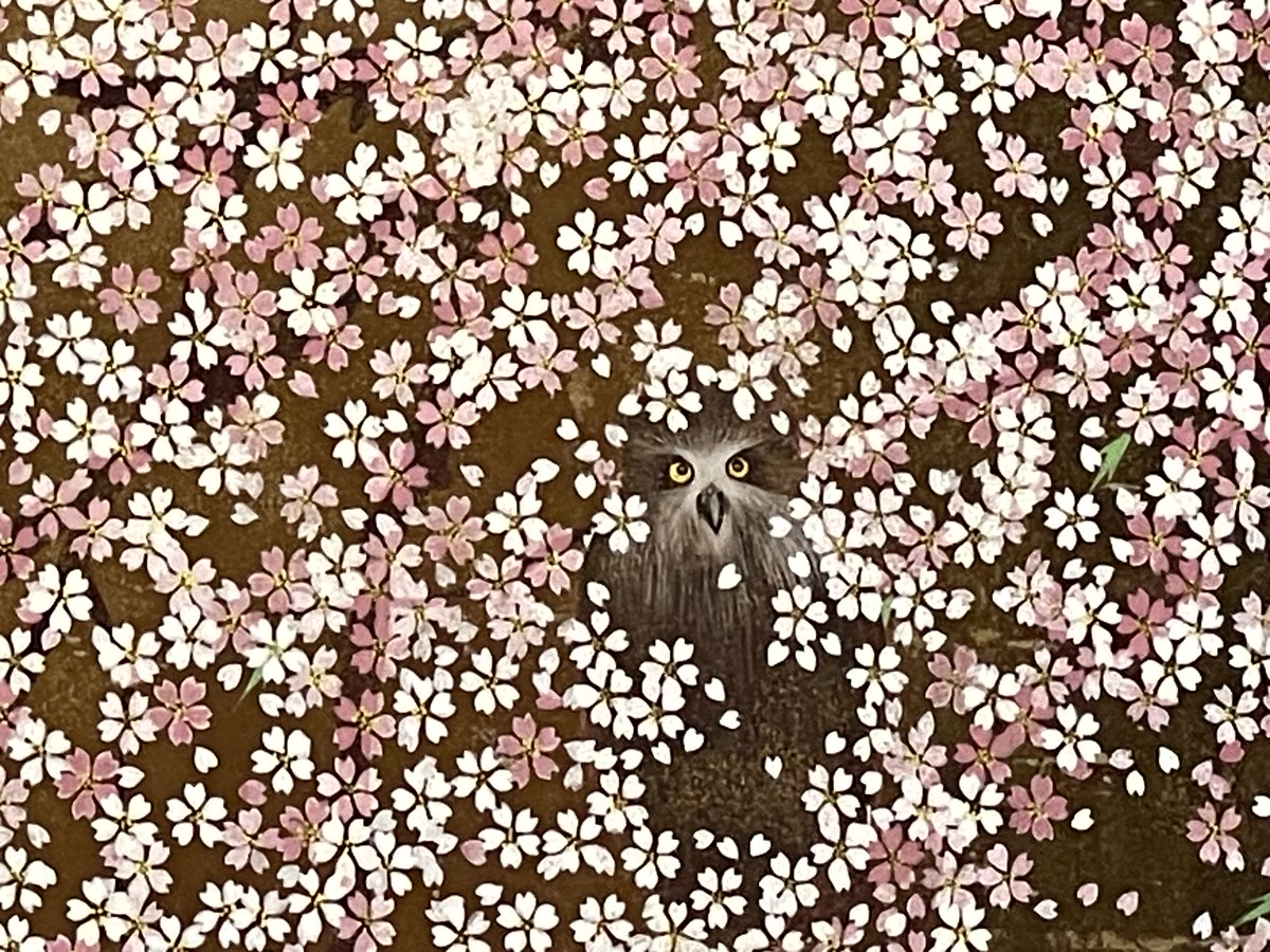 Hiroporin's tweet photo. 満開の桜の中からひょっこり顔を出すフクロウ🦉🌸 自然の中に隠れた驚きと美しさを一枚の写真に。花びらの海に浮かぶ黄色い目が印象的。春の訪れを告げる神秘的な一瞬を切り取りました。#自然写真 #フクロウ #桜 #春の風景 https://t.co/CIBxFfAWPx