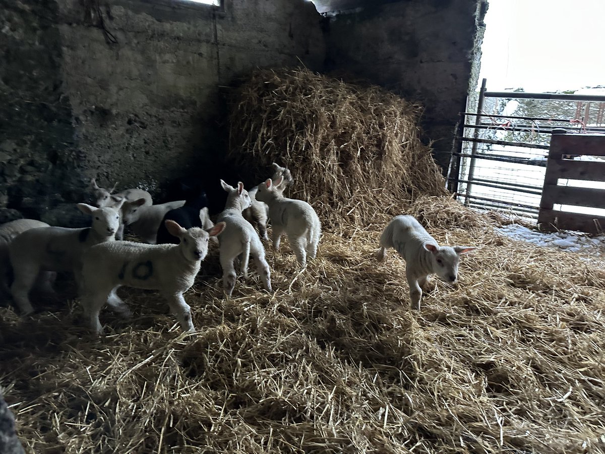 Love it when it snows, sheep and lambs all in and it’s beautiful everywhere #snowtime