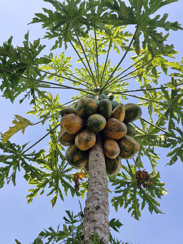cryptoholic2200's tweet photo. Hey Foxes! π¦ GM GM!
Hope you're having a great Sunday!
My FOXY's harvesting papayas from its own farm today!
#FoxyLineaAI @FoxyLinea https://t.co/dhRK04jbW6
