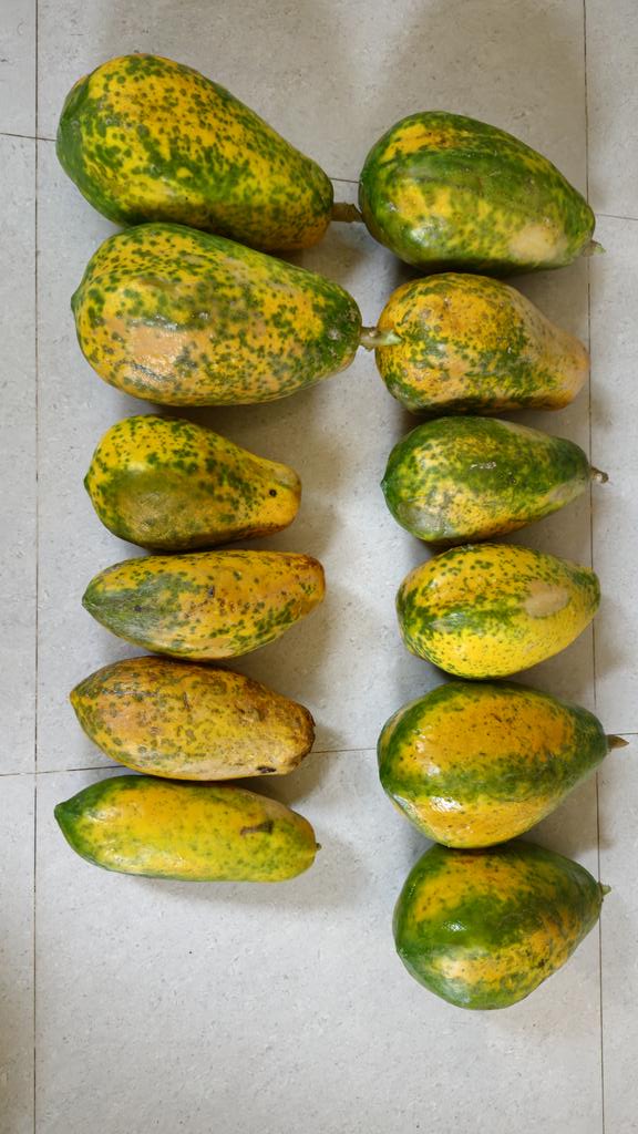cryptoholic2200's tweet photo. Hey Foxes! π¦ GM GM!
Hope you're having a great Sunday!
My FOXY's harvesting papayas from its own farm today!
#FoxyLineaAI @FoxyLinea https://t.co/dhRK04jbW6