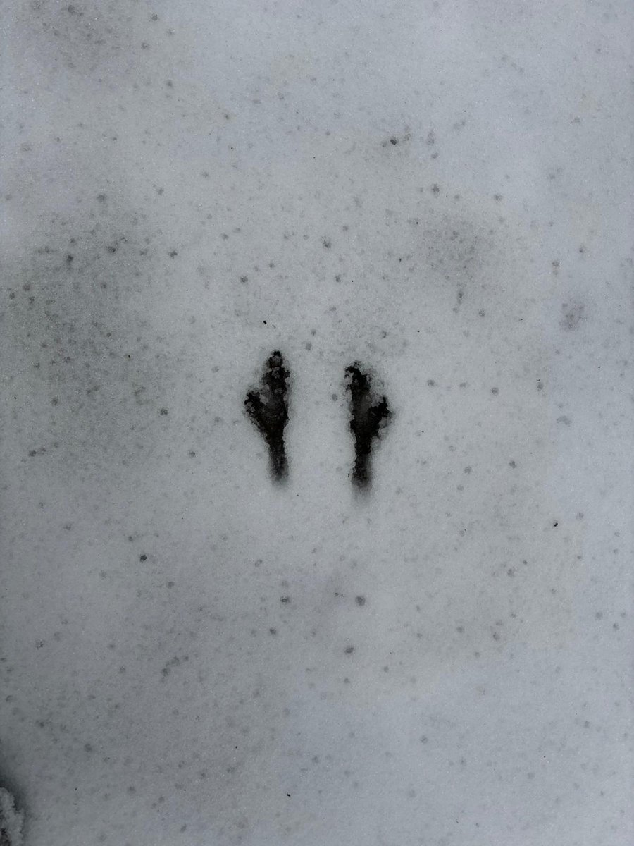 CotsWildTweets's tweet photo. Footprints in the snow...

Thanks to Mammal Keeper Charlotte for these photos of Emu and Wallaby footprints in the snow taken this morning. If you're visiting us today (5/1/25), please see our previous messages and dress appropriately for the weather conditions - many thanks. https://t.co/rdDuZbfngt