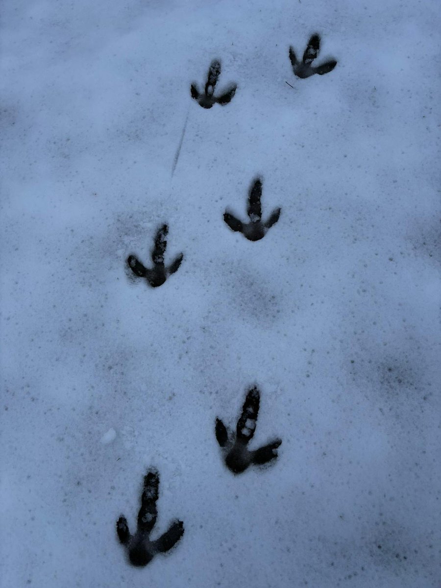 CotsWildTweets's tweet photo. Footprints in the snow...

Thanks to Mammal Keeper Charlotte for these photos of Emu and Wallaby footprints in the snow taken this morning. If you're visiting us today (5/1/25), please see our previous messages and dress appropriately for the weather conditions - many thanks. https://t.co/rdDuZbfngt