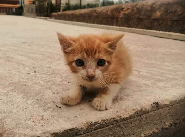 MSAWADA1987's tweet photo. As if to say: Take me home with you Street life is scary and cruel Please adopt street animals ❤️🥺 https://t.co/bDXG2wdJZN