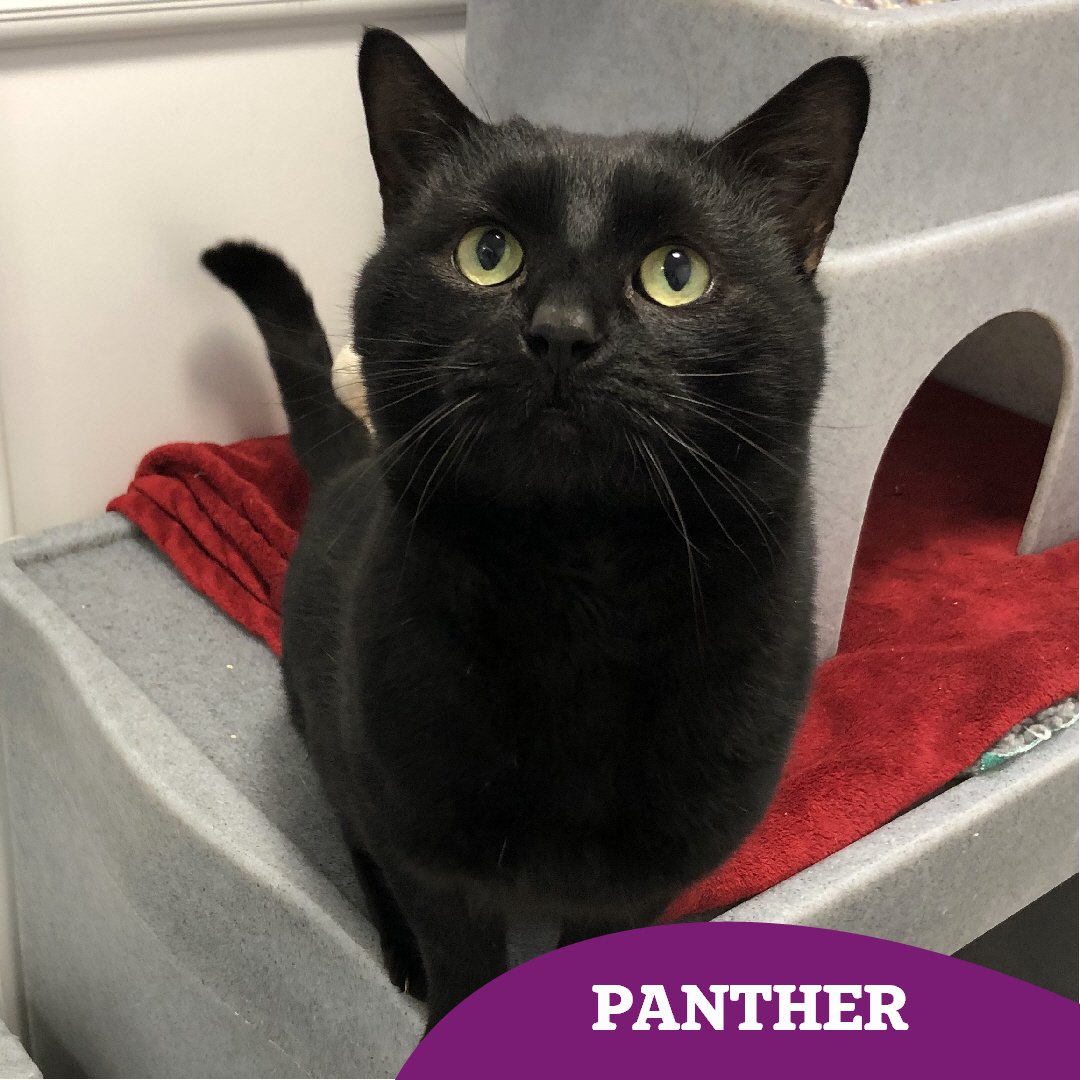 Gorgeous guy Panther is still on the hunt for his #happilyeverafter 🏡 could you lend a helping paw and share his story? 🐾

Find out more 👇🏻 
cats.org.uk/findacatform/?…