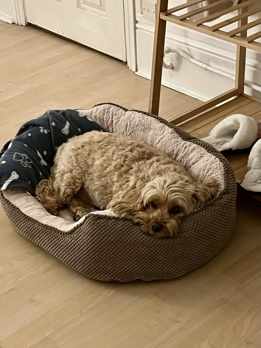 TheHoneyTails's tweet photo. Last night people were being exceptionally slow about going to bed. In the end, I just took myself off
#BedtimeCalling
#PoopedPup https://t.co/13YTpzkLRy