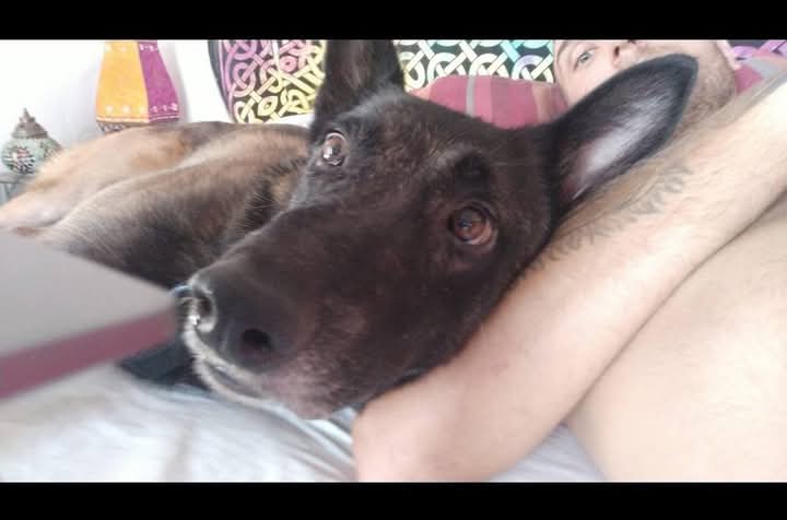 🆘🆘¡ATENCION!🆘🆘
Nos piden ayuda para hacer difusión de MIRAN
Perdido ayer 4/1 en su casa de acogida, mientras jugaba en el campo en #Almeria, entre Cuevas de Almanzora/Lobos
-OFRECEN RECOMPENSA-
Posiblemente retenido
642 58 45 67
629 87 92 20 
695 06 05 94 
674 99 58 18
Df📣📣