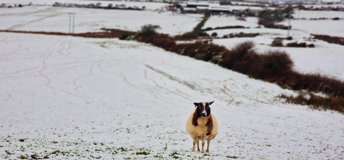 Han__Jos's tweet photo. @Ruth_ITV @AngleseyScMedia @itvweather A bit of a cold and Icy day here on Anglesey. Took this shot before putting down some lovely hay for the sheep. https://t.co/F2qhUmgzkv
