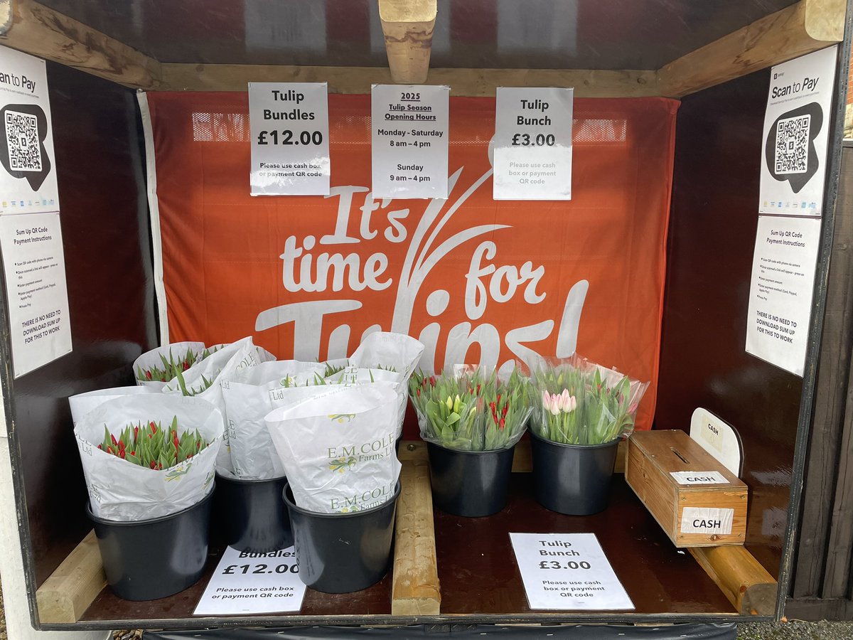 Cheer up, loved ones, family, friends or even treat yourself, with fresh cut tulips through the 2025 season, January until early May.
#tulips 
#tulip season