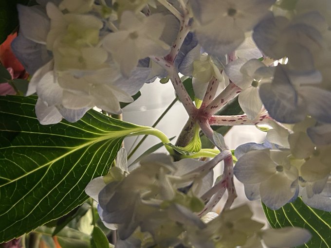 1 pic. flowers of the week <333 https://t.co/fAlK8sOgh2