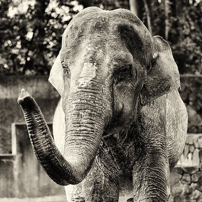 Hanako - The World’s loneliest elephant tweet media
