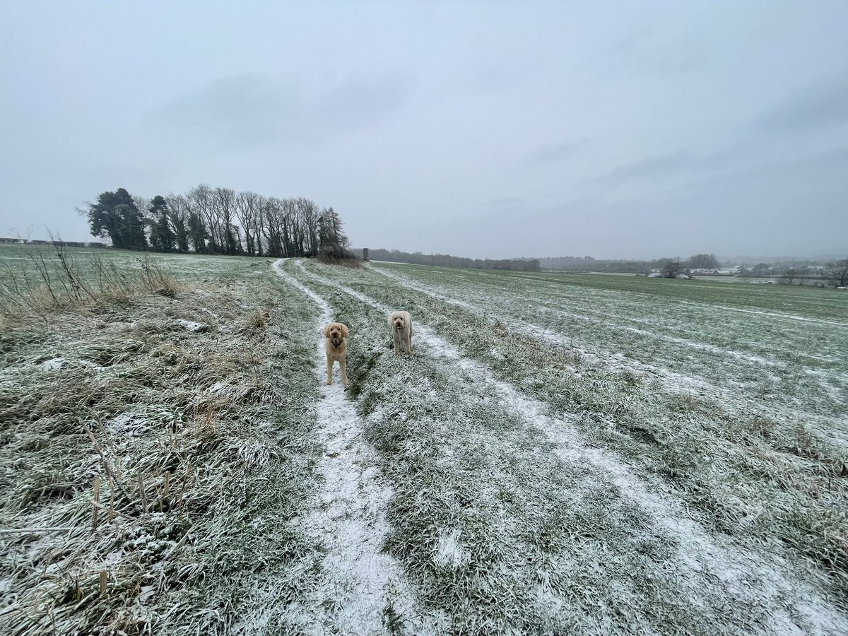 Dogs regretting getting their winter hair cut yesterday 🥶🌨️