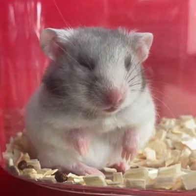 akiroow's tweet photo. #新しいプロフィール画像 https://t.co/hvcV58Z5ue