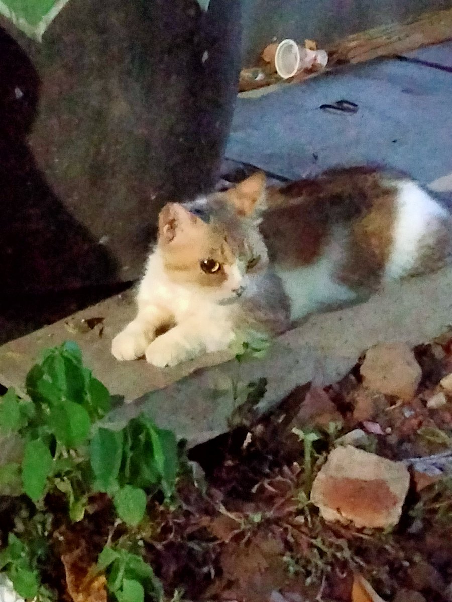 venharree's tweet photo. "Ngefoto doang, kagak dikasih royal canin etdah dongo banget manusia" https://t.co/Msf6SY7w4q