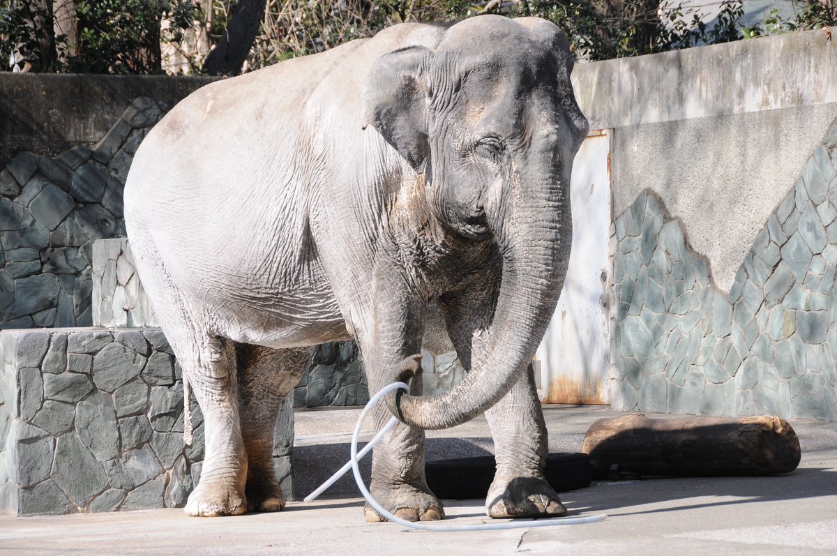 Hanako - The World’s loneliest elephant tweet media