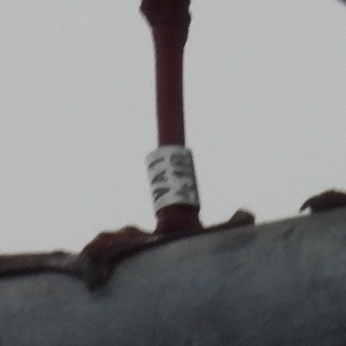 The #GrandCanal in Dublin 🇮🇪 had 100's of #BlackHeadedGulls but no colour rings seen. A metal ringed one landed on a Lamp post &amp; thankfully it had a Danish metal (as it can be read in a single photo). #TeamGull