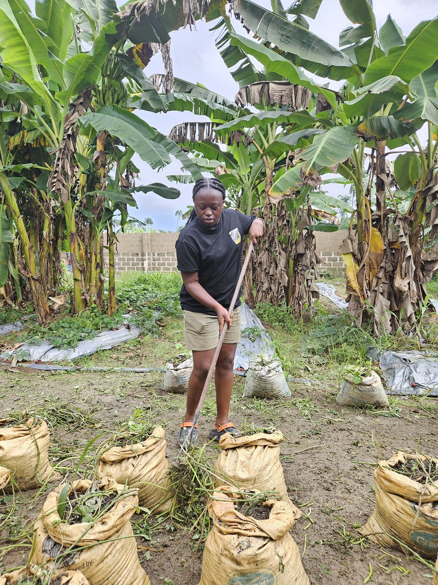 UkpevieFG's tweet photo. Farm work 💚
#BaseOnStreet https://t.co/cKqjTrDCtu