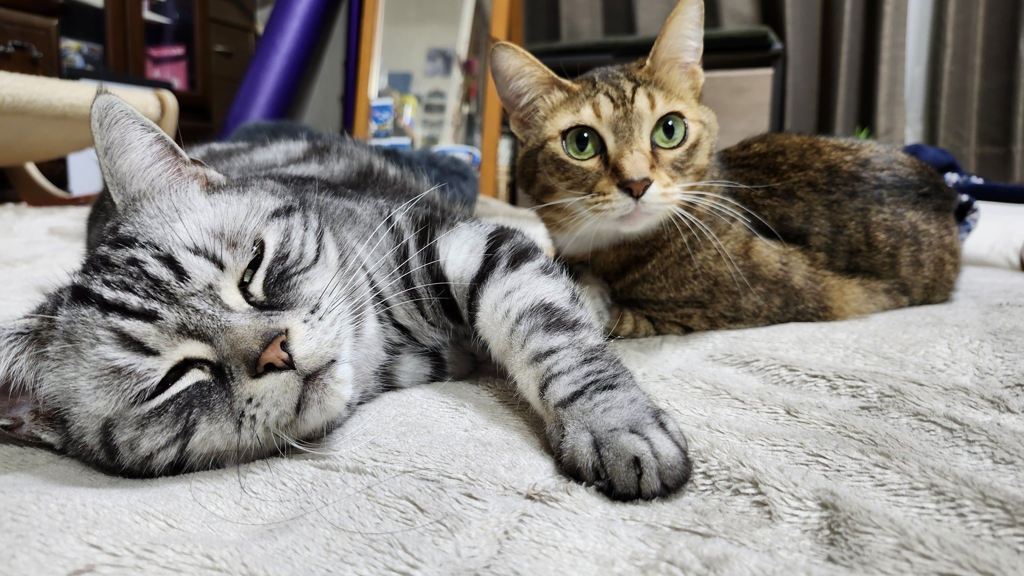 猫千代　0912 61rfwdiDsPL._UF350,350_QL50_.jpg
