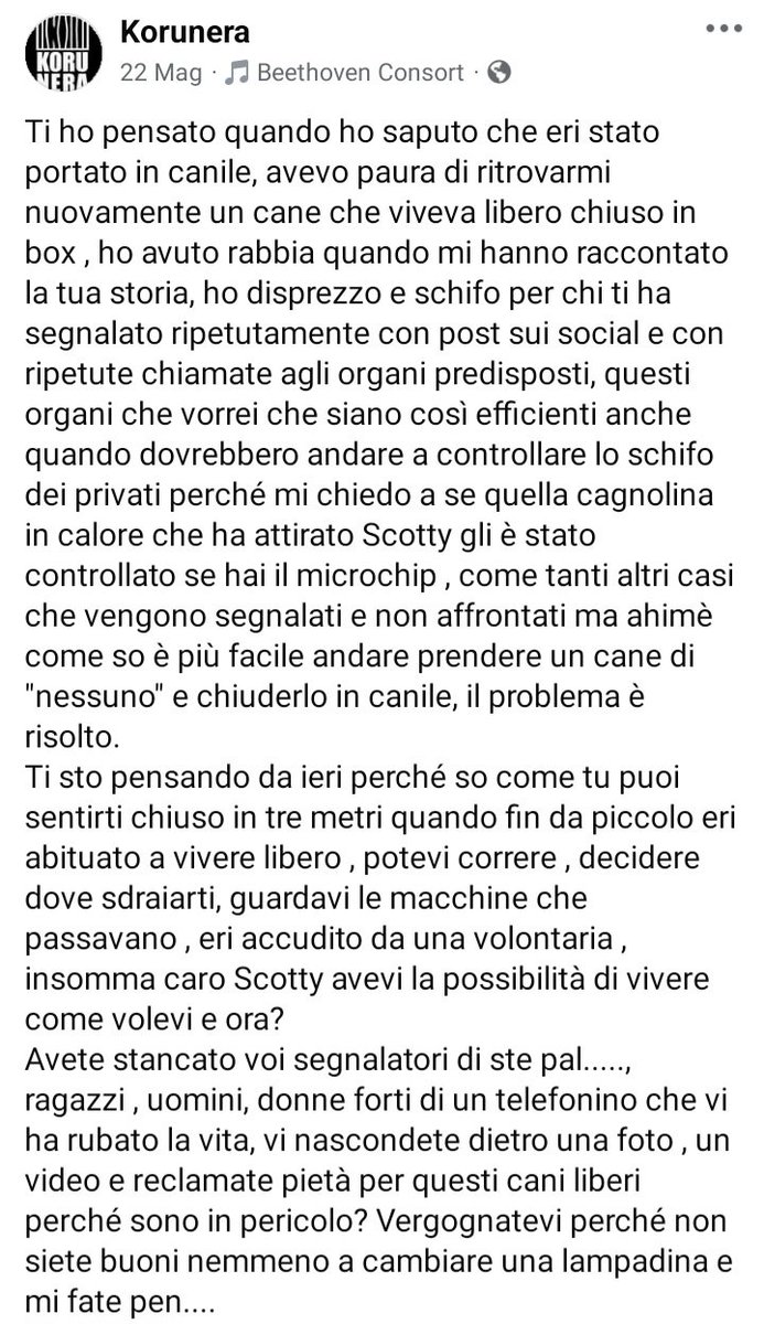 zampa_qua's tweet photo. URGENTISSIMO 🆘️🆘️🆘️🆘️🆘️☎️3488987177🐕leggete🔽"Prego il cielo ogni giorno di uscire di qua, che una mamma posi lo sguardo su di me."SCOTTY accalappiato e chiuso in un box freddo freddo😭REGALIAMOGLI QUESTO SOGNO SALVIAMOLO ADOTTATELO  #adotta https://t.co/lxphyK46rB