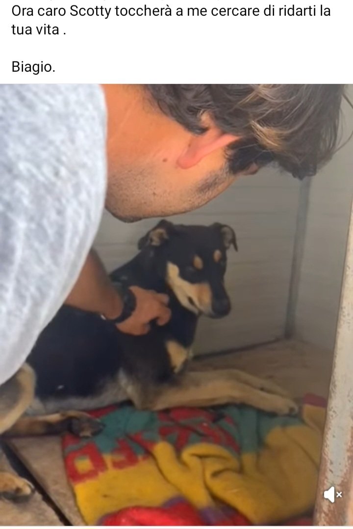zampa_qua's tweet photo. URGENTISSIMO 🆘️🆘️🆘️🆘️🆘️☎️3488987177🐕leggete🔽"Prego il cielo ogni giorno di uscire di qua, che una mamma posi lo sguardo su di me."SCOTTY accalappiato e chiuso in un box freddo freddo😭REGALIAMOGLI QUESTO SOGNO SALVIAMOLO ADOTTATELO  #adotta https://t.co/lxphyK46rB