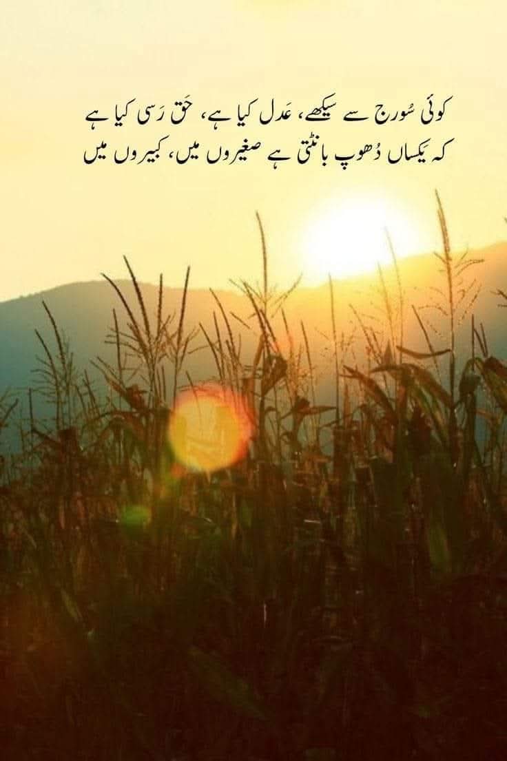 mubi khan tweet media