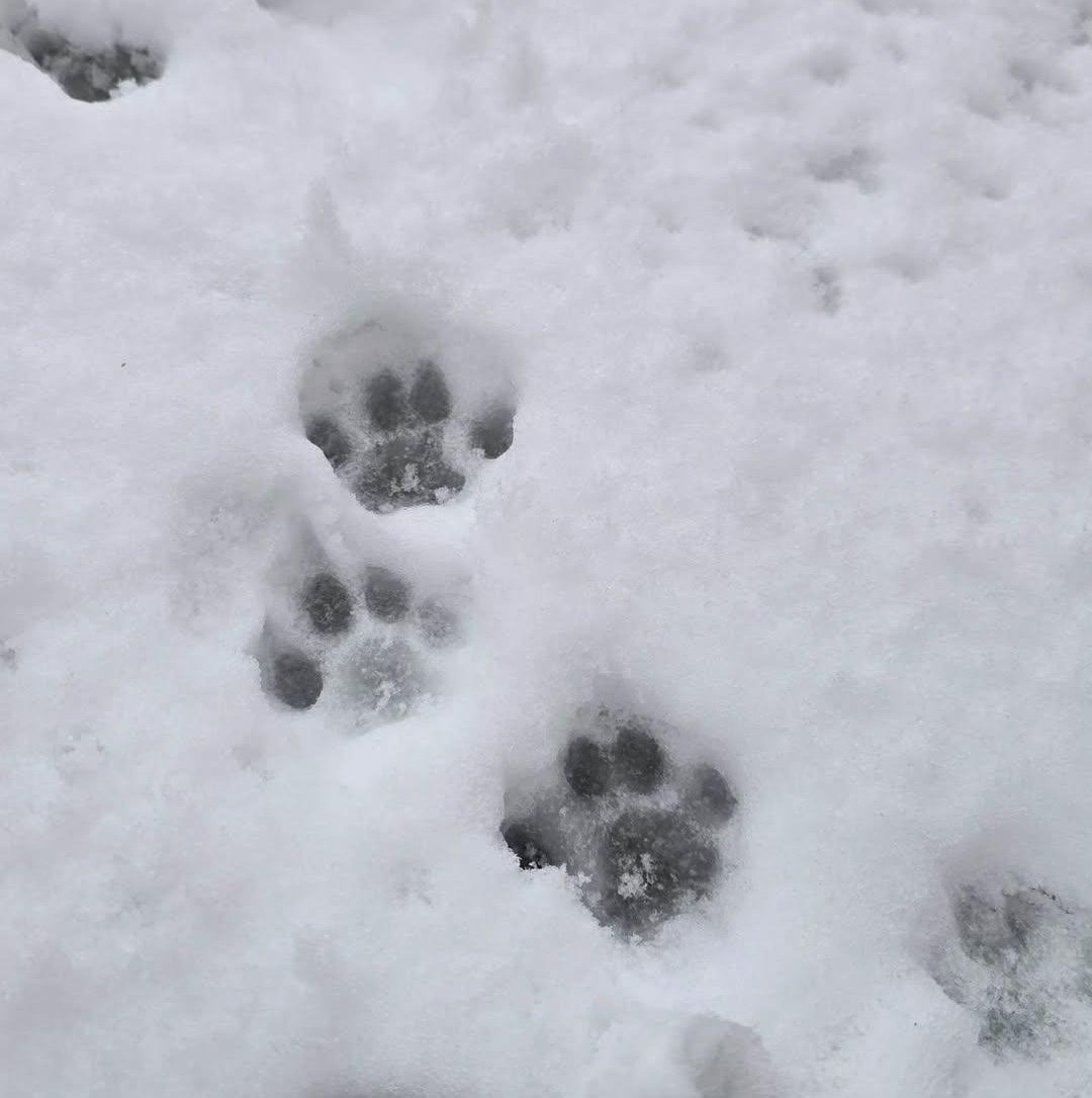 Jinx the MaineCoon 🐾

"Paws for thought" 💫

Indoors cat ONLY but he loved seeing the snow a little too much❄️💙
