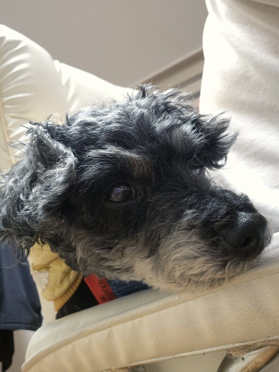 컴퓨터 하고 있으면 뒤에 자리잡는 밤비ㅋㅋ
맨날 허리쿠션 침대로 씀ㅠ