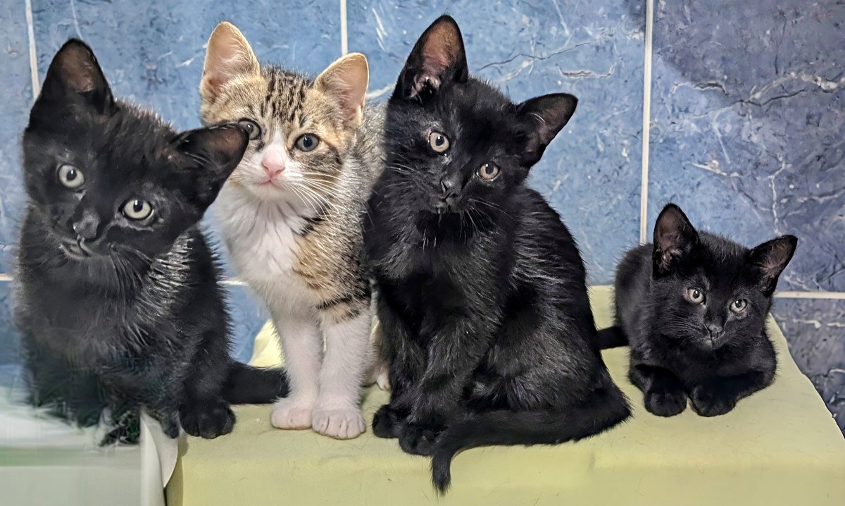 AcofalX's tweet photo. Bebes de mes  y medio, dos hembras y dos machos, buscan buen hogar. Desparasitados , están en Alicante.
Teresa, 688222961 https://t.co/dkg3DyvPQ4