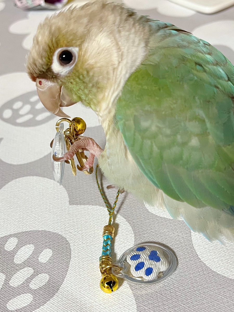 neri_urkink's tweet photo. ⛩️ペット御守🦜 https://t.co/sCkwF1wNqv