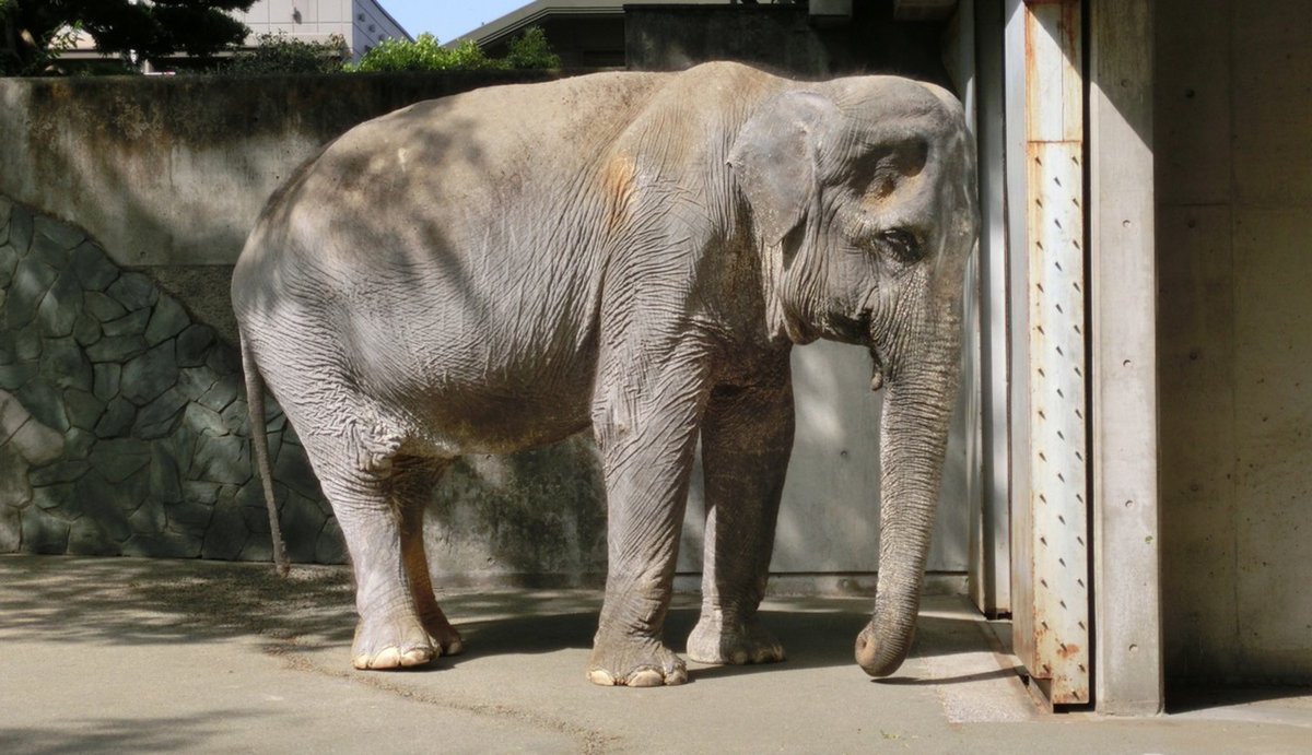 Hanako - The World’s loneliest elephant tweet media