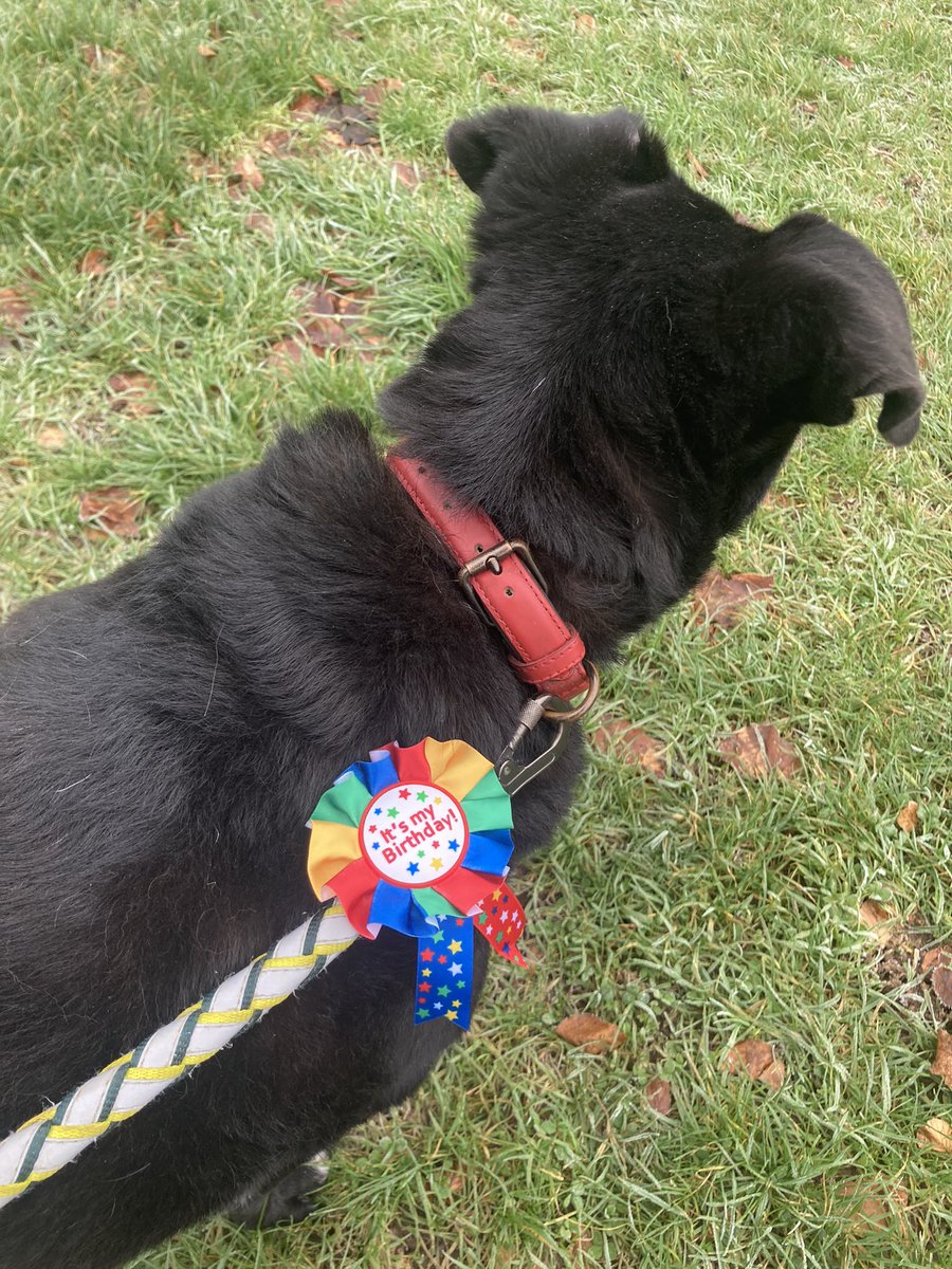 SarahJulio's tweet photo. Someone had a #birthday yesterday - 11 years old! She really is the goodest girl and saved us more than we saved her. #AdoptDontShop #doggocontent #rommie https://t.co/cwuVacZ4Ai