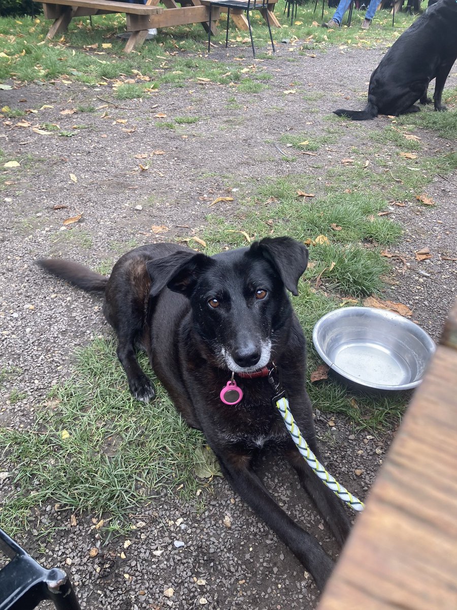 SarahJulio's tweet photo. Someone had a #birthday yesterday - 11 years old! She really is the goodest girl and saved us more than we saved her. #AdoptDontShop #doggocontent #rommie https://t.co/cwuVacZ4Ai