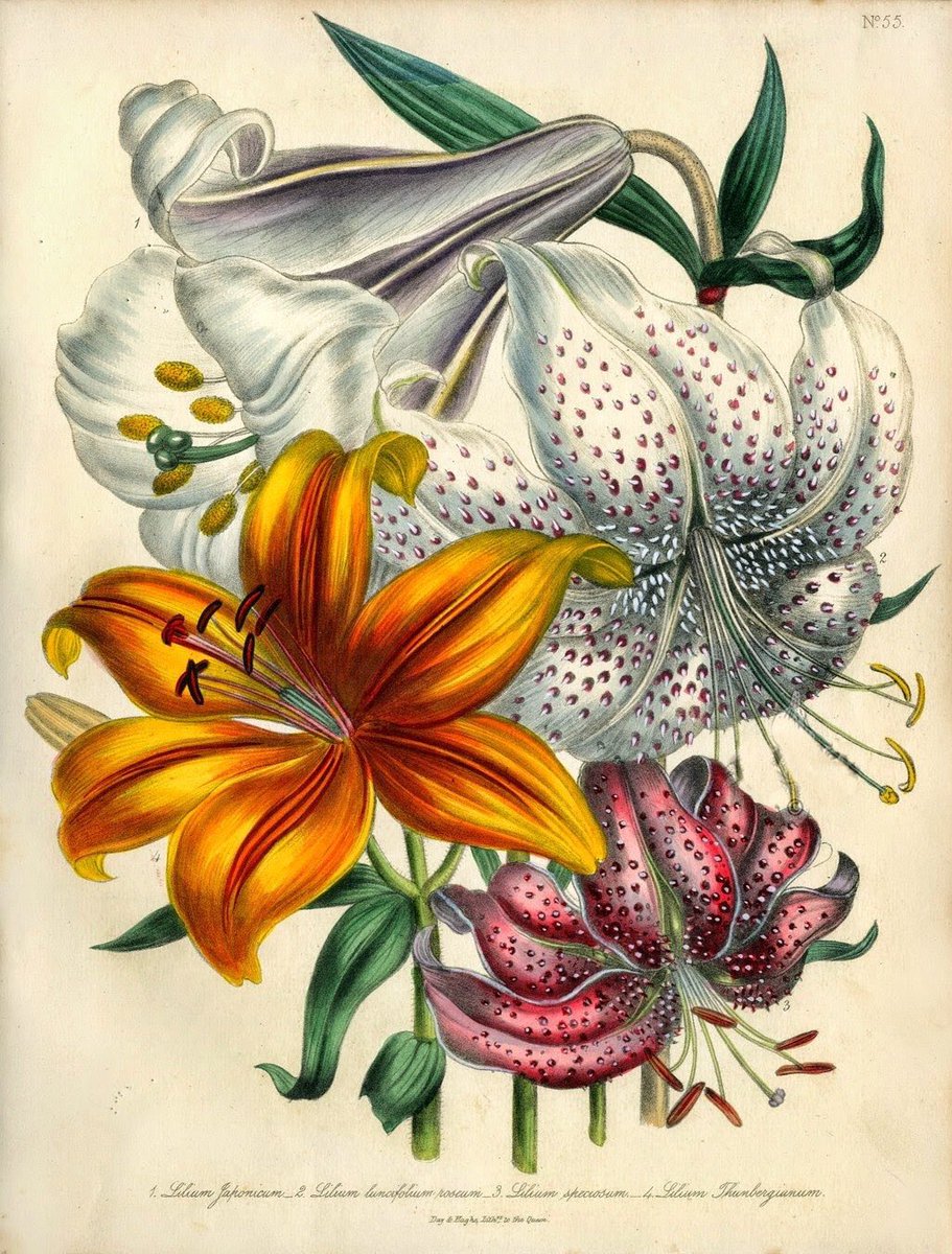 Jane Wells Loudon (1807-1858). Escritora, botánica, editora e ilustradora de historia natural. 
Entre otras obras, escribió "Young Lady's Book of Botany" (1838) que consiguió acercar la botánica a las mujeres jóvenes que no tenían formación en latín. 
Fue un gran éxito de ventas.
