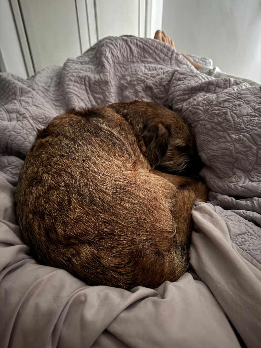 chesterterrier's tweet photo. #bigbed #btposse #dogsofX 
🐾🐶😴 https://t.co/CiR80QoDgp