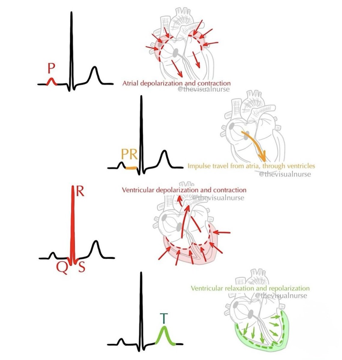 Simple explanation of cardiac cycle and PQRST