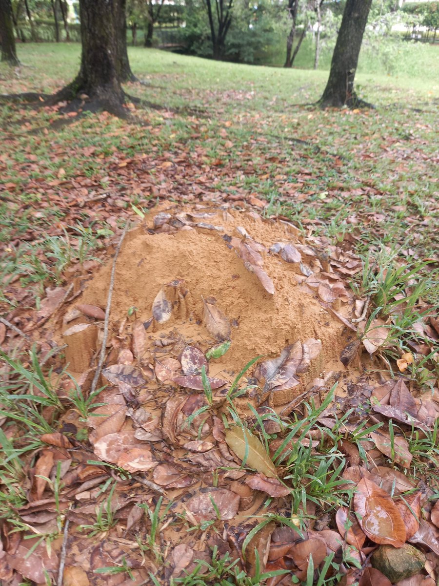 Hedenec's tweet photo. Call for international collaboration to estimate how much soil is processed by termites through bioturbation.

 #bioturbation  #termites  #anaianai #mouds #landuse #research https://t.co/OEP5zYYsi6
