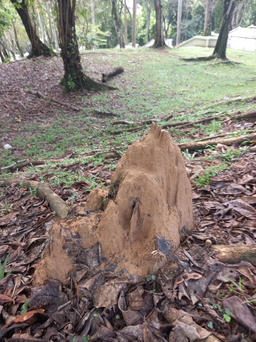 Hedenec's tweet photo. Call for international collaboration to estimate how much soil is processed by termites through bioturbation.

 #bioturbation  #termites  #anaianai #mouds #landuse #research https://t.co/OEP5zYYsi6