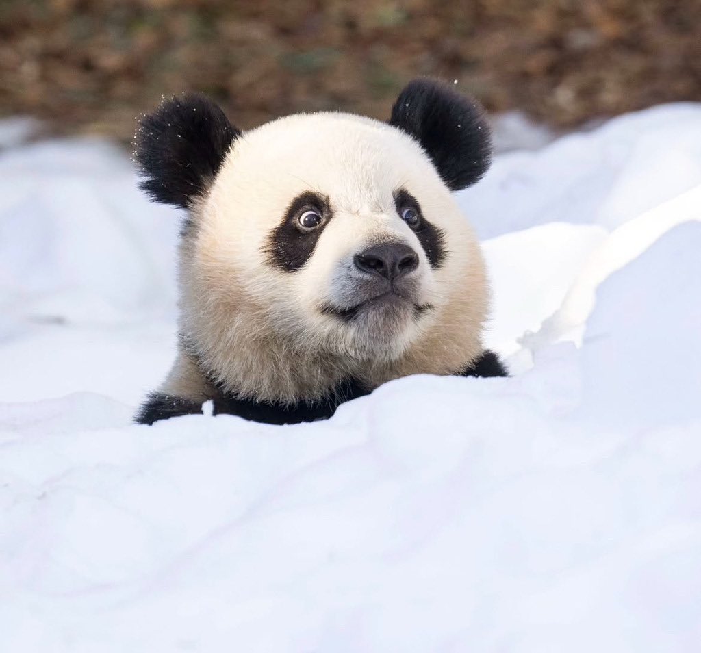 ketchup_bao's tweet photo. 아휴 우리 곰됴리🐼 https://t.co/lNQIOtxl1s