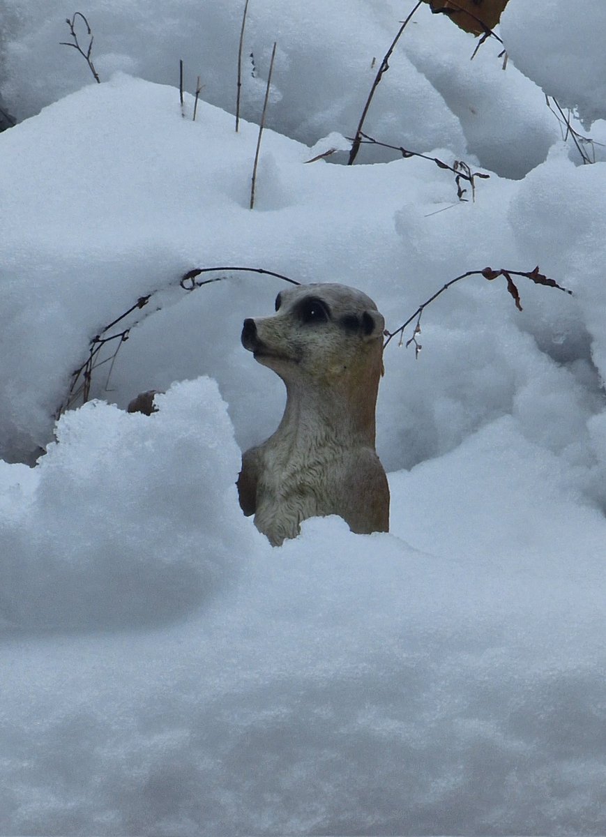 coffeevaners's tweet image. It's just a garden ornament on top of the garden tool store 🤣🤣🤣 #ViewFromTheWindow