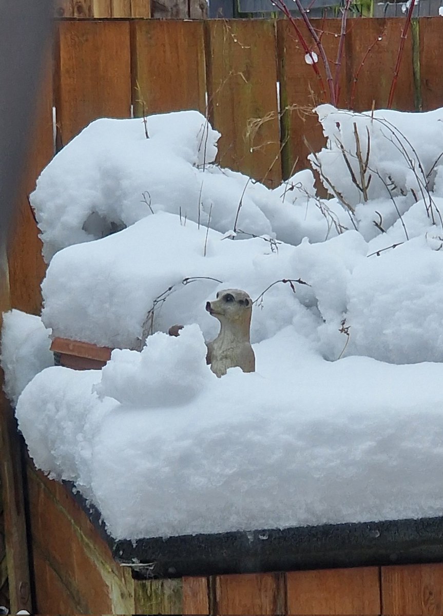It's just a garden ornament on top of the garden tool store 🤣🤣🤣 #ViewFromTheWindow