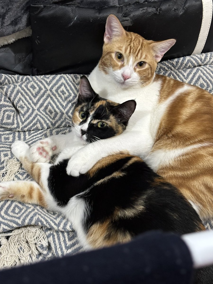 Gente!!! Estoy buscando habitación en piso donde acepten mascotas EN BARCELONA (me mudo con dos gatitos buenos y cariñosos, como su mamiiii 🤪) Si tenéis algún contacto o sabéis de algo…agradezco aiudaaaa 🤗