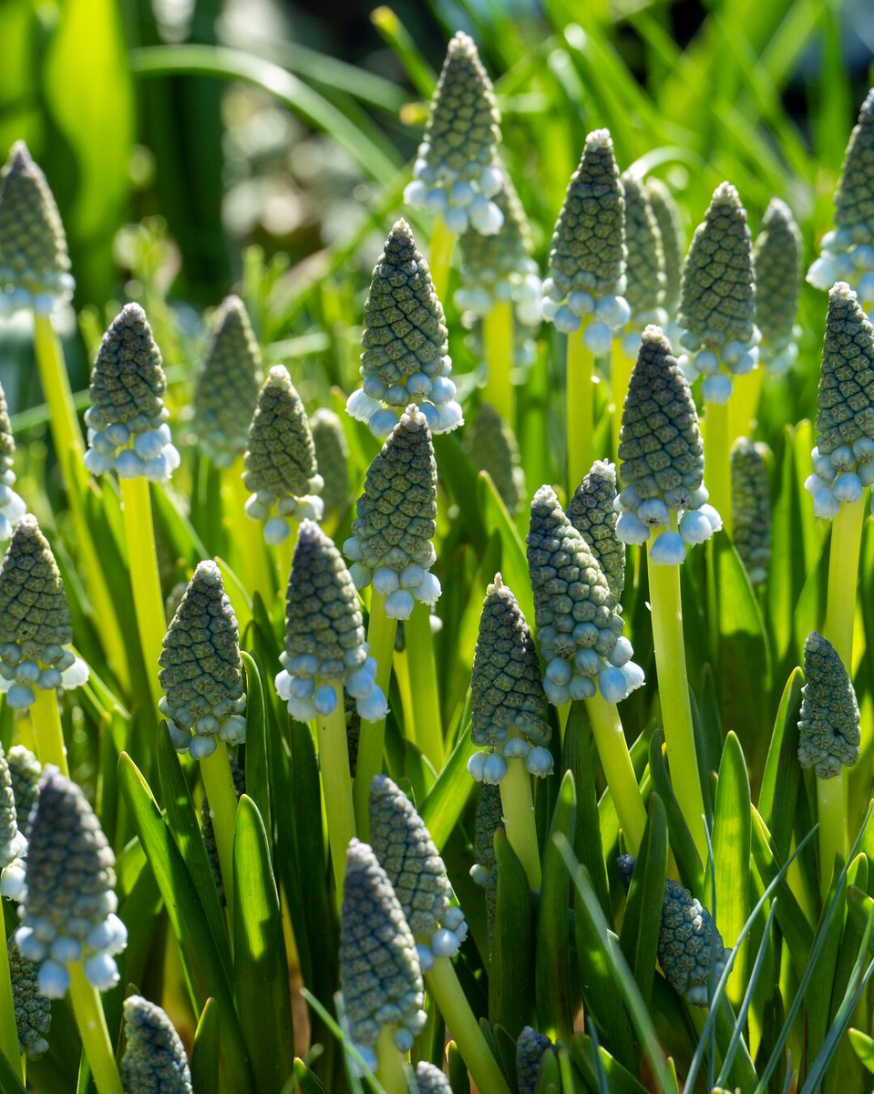 FlowerbulbsCom's tweet photo. January feels cold, but spring is quietly working its way closer. Each day brings us closer to those magical first blooms. Hold onโbeauty is coming! ๐ท๐ฟhttps://t.co/ZDRH2yiQoh #GardenHope #CountdownToSpring #FlowerBulbs #FlowerBulbsMakeYouBloom https://t.co/LkDNaKffuj