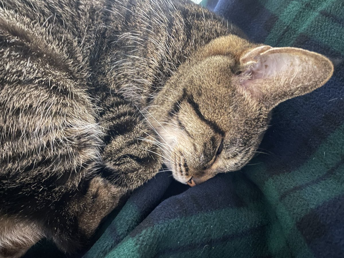 Natrium6's tweet photo. 美味しいもの食べて大満足の猫 https://t.co/CQdQrJvhOx